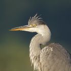 Ardea cinerea 2