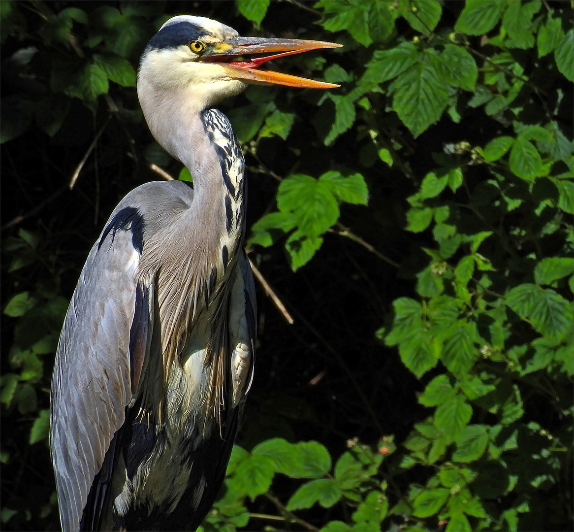 Ardea cinerea