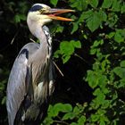 Ardea cinerea