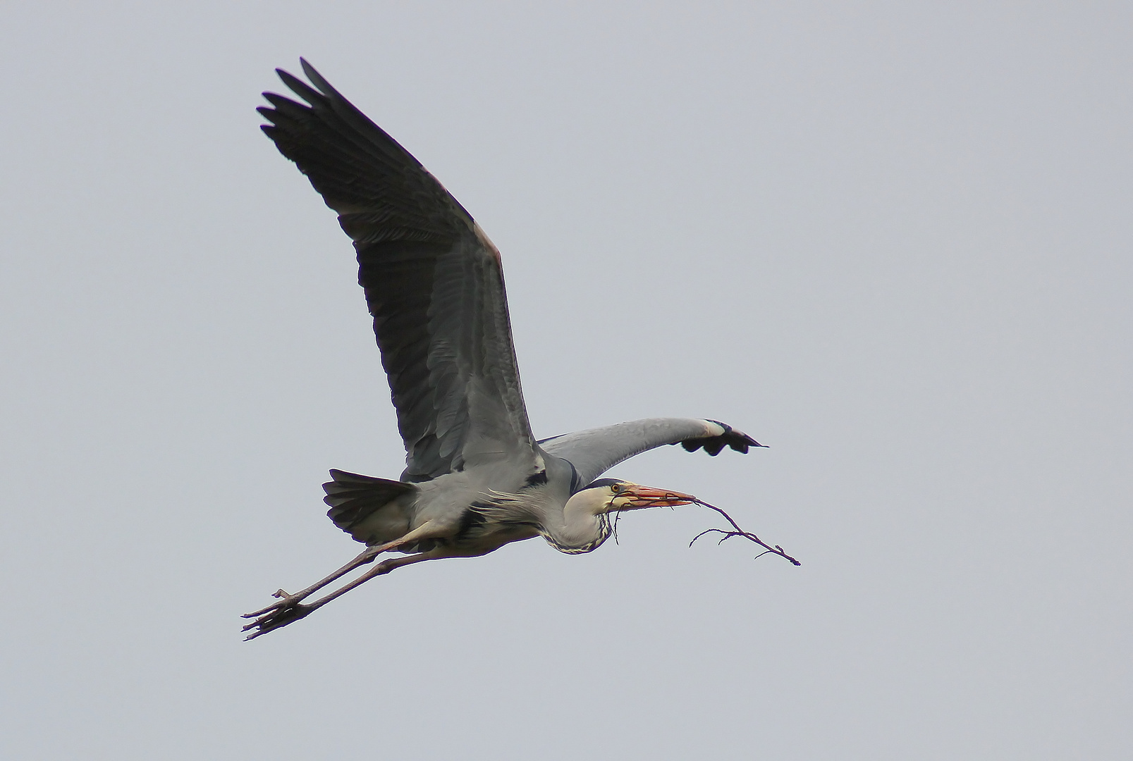 Ardea cinerea