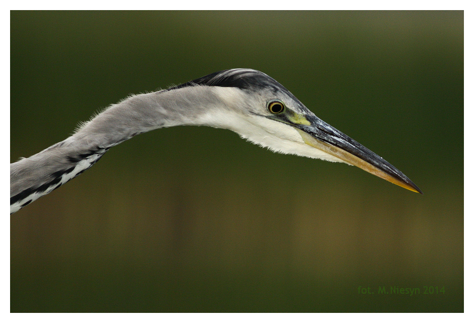 Ardea cinerea 3