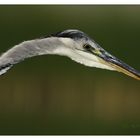 Ardea cinerea 3