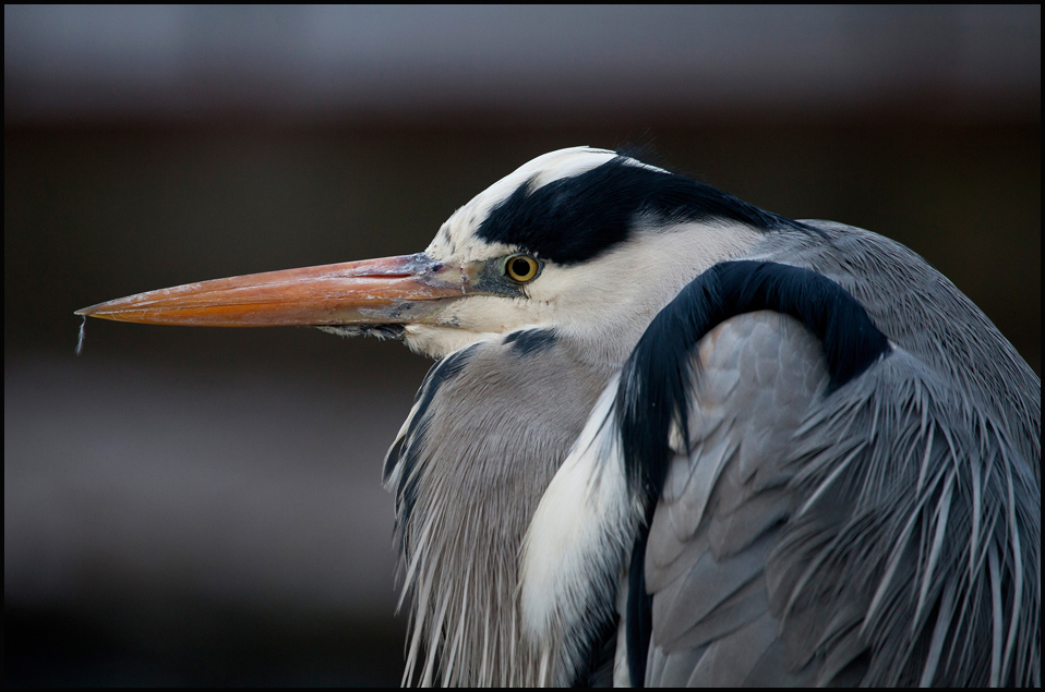 Ardea cinerea