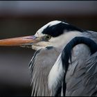 Ardea cinerea