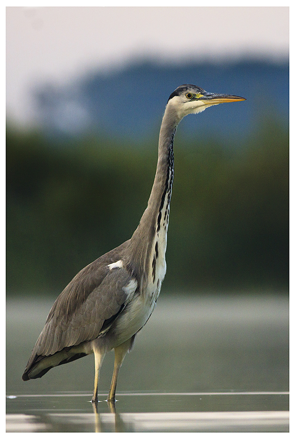 Ardea cinerea 4