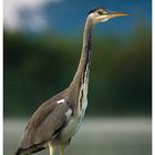 Ardea cinerea 4