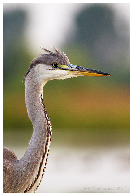 Ardea cinerea 5 Irokez