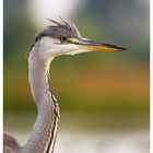 Ardea cinerea 5 Irokez