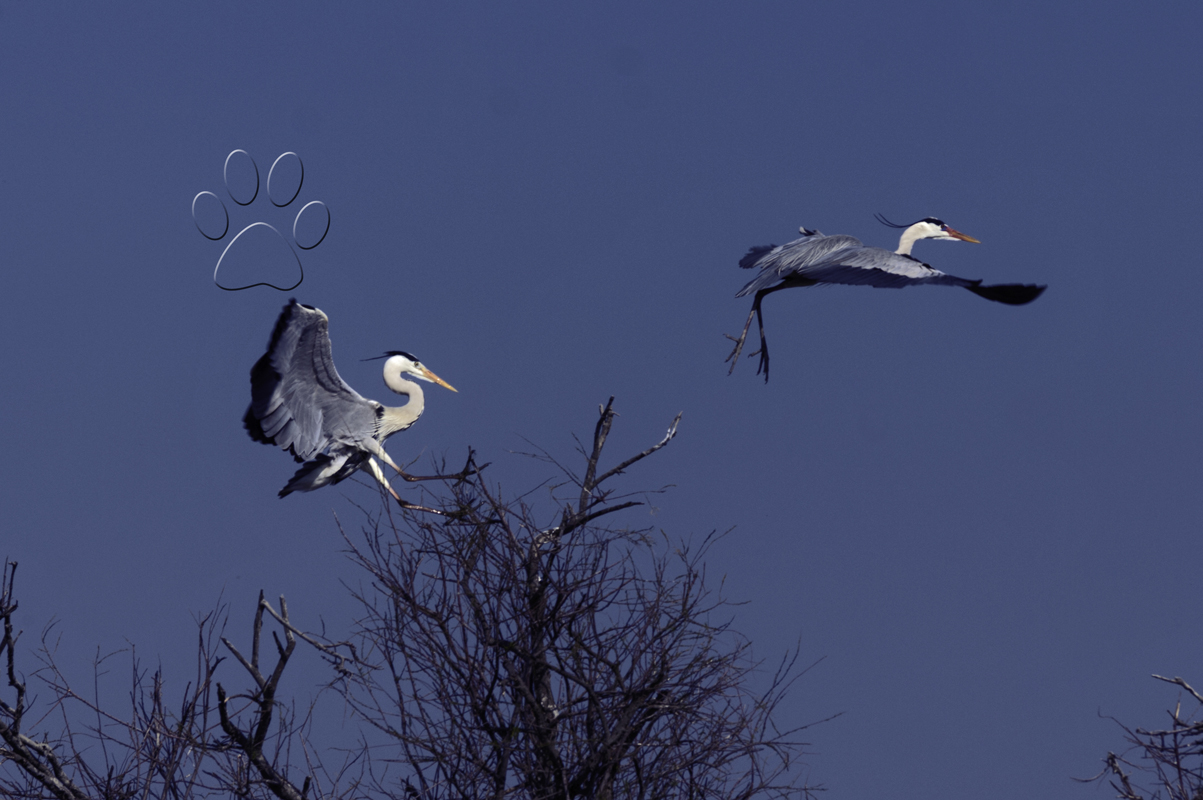 Ardea cinerea,