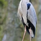 Ardea cinerea