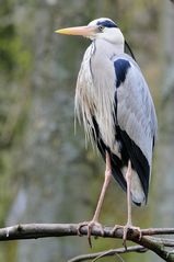 Ardea cinerea