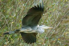 Ardea cinerea