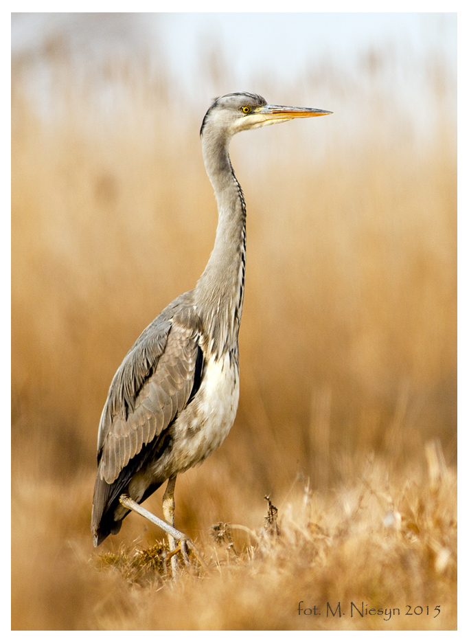 Ardea cinerea 6