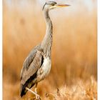 Ardea cinerea 6