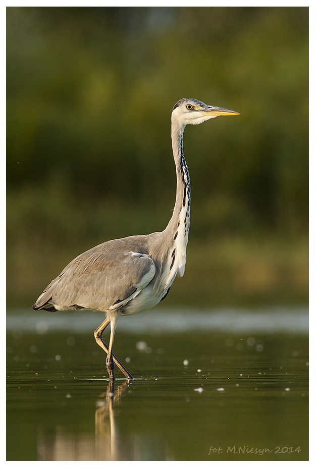 Ardea cinerea