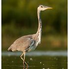 Ardea cinerea