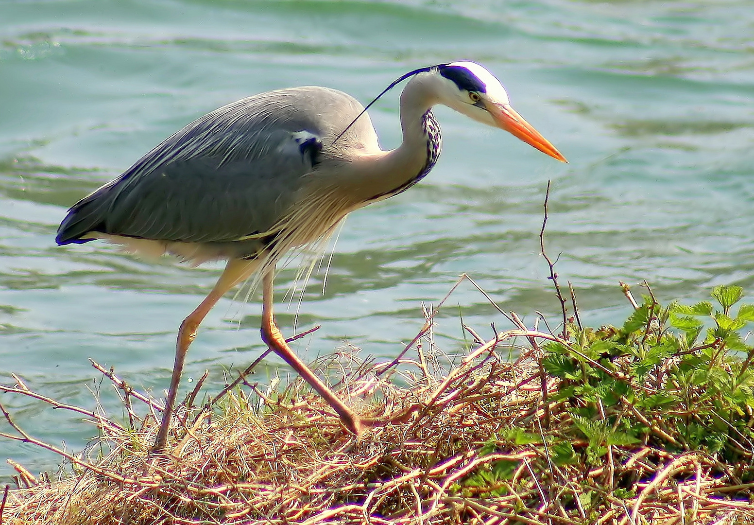 Ardea cinerea