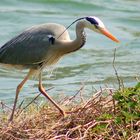 Ardea cinerea