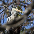 Ardea cinerea