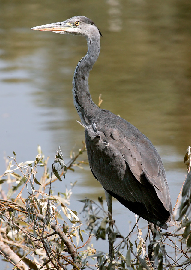 Ardea Cinerea