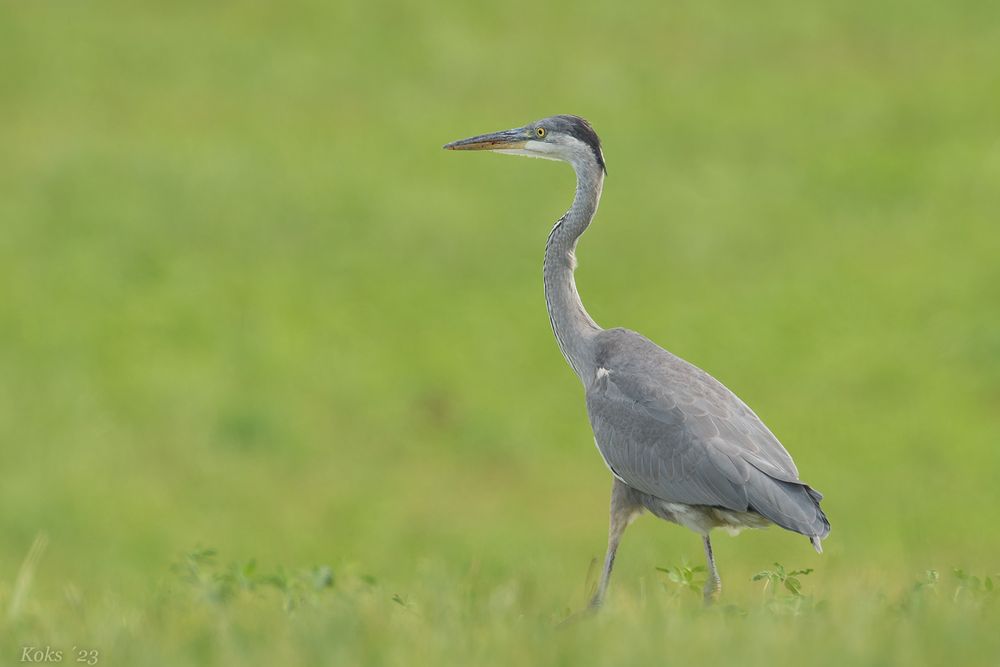 Ardea cinerea