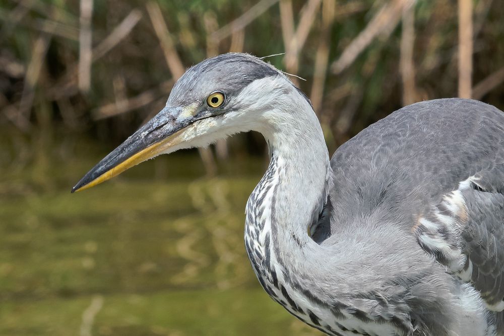 Ardea cinerea