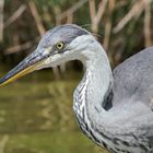 Ardea cinerea