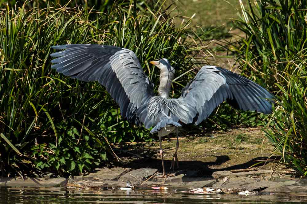 Ardea cinerea