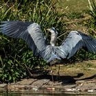 Ardea cinerea