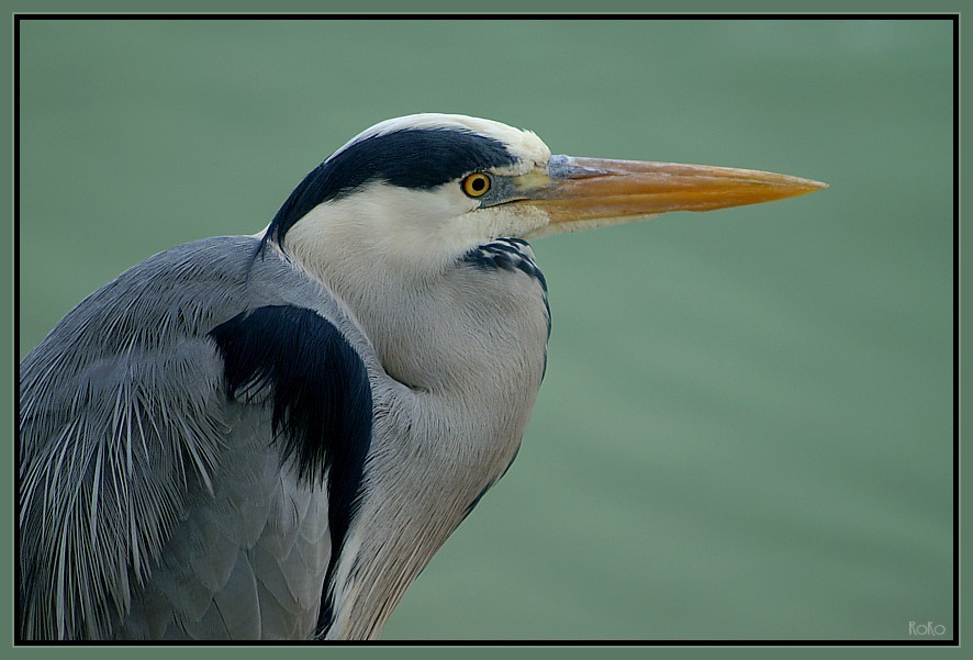 Ardea cinerea . . .