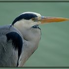 Ardea cinerea . . .