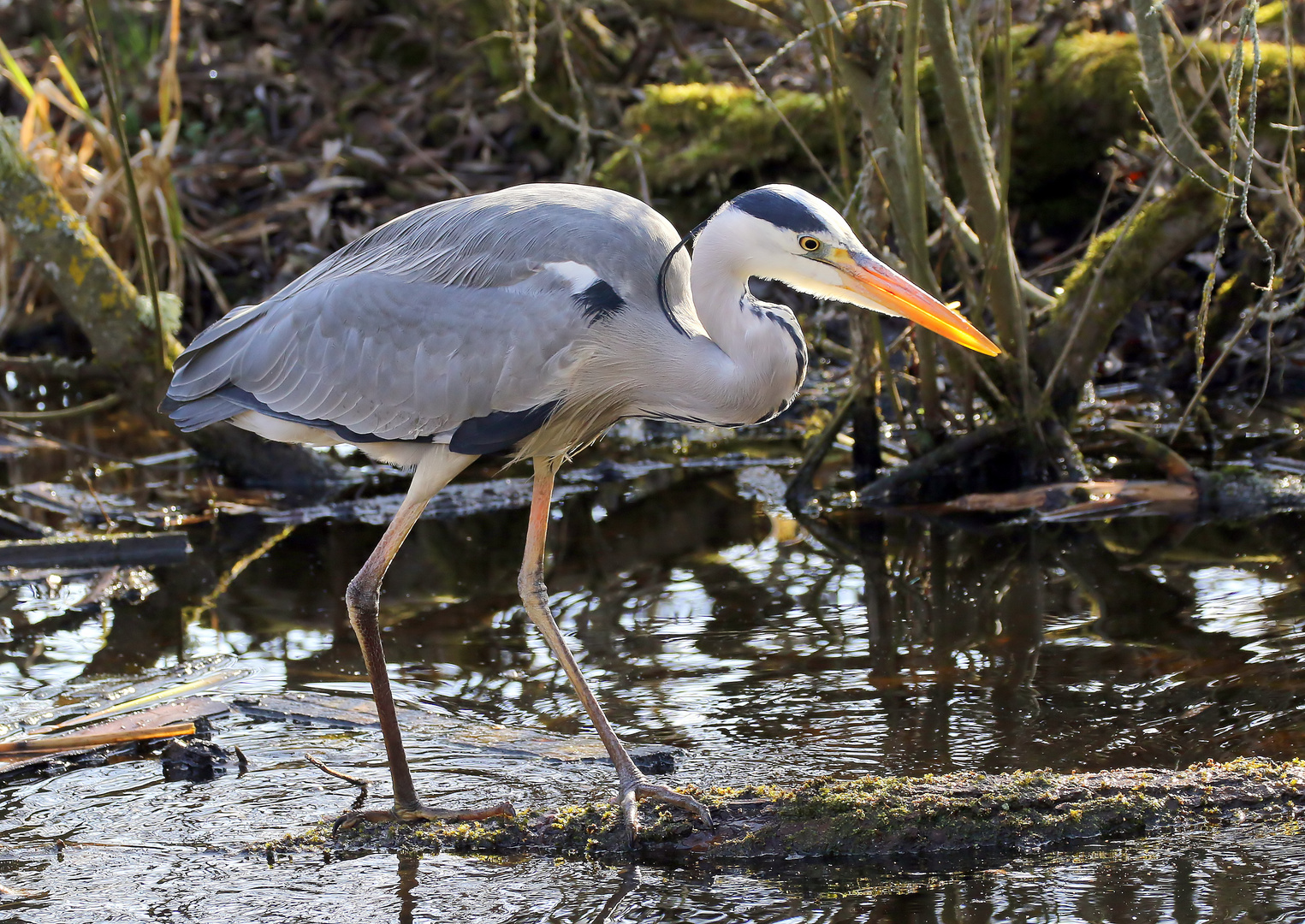 Ardea cinerea