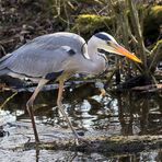 Ardea cinerea