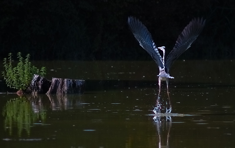 Ardea Cinerea