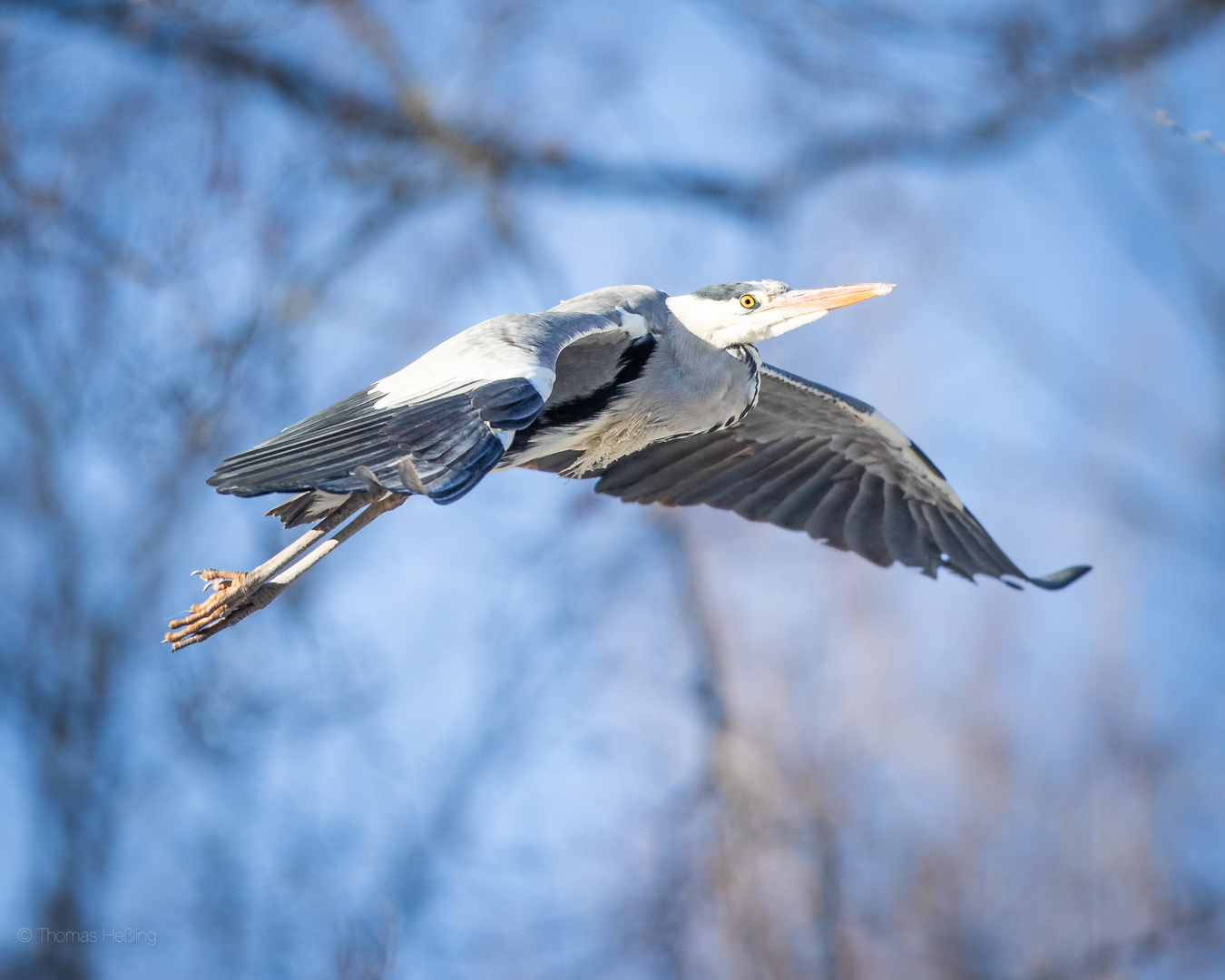 Ardea cinerea - abgehoben.