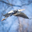 Ardea cinerea - abgehoben.