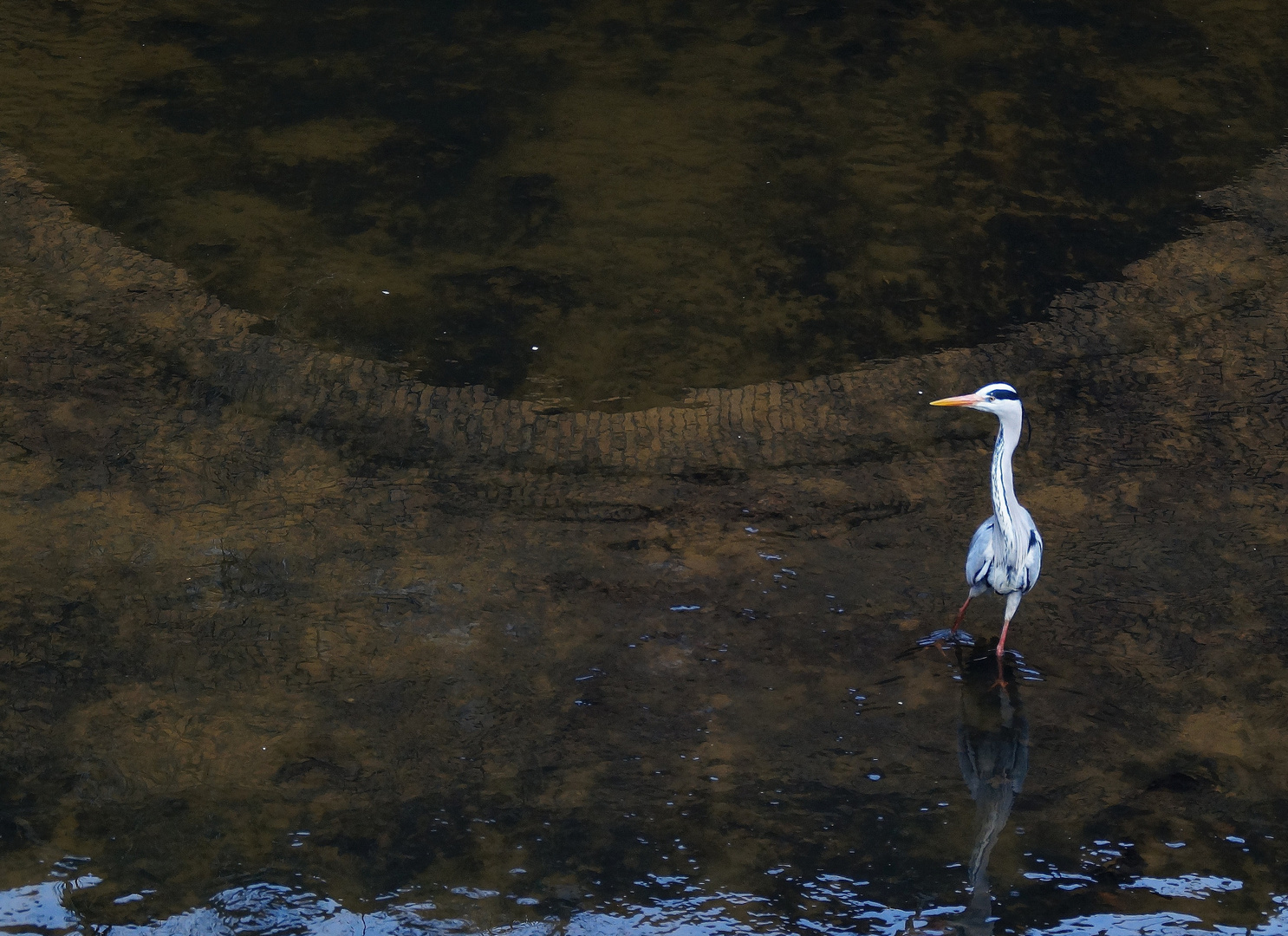 Ardea cinerea  