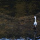 Ardea cinerea  