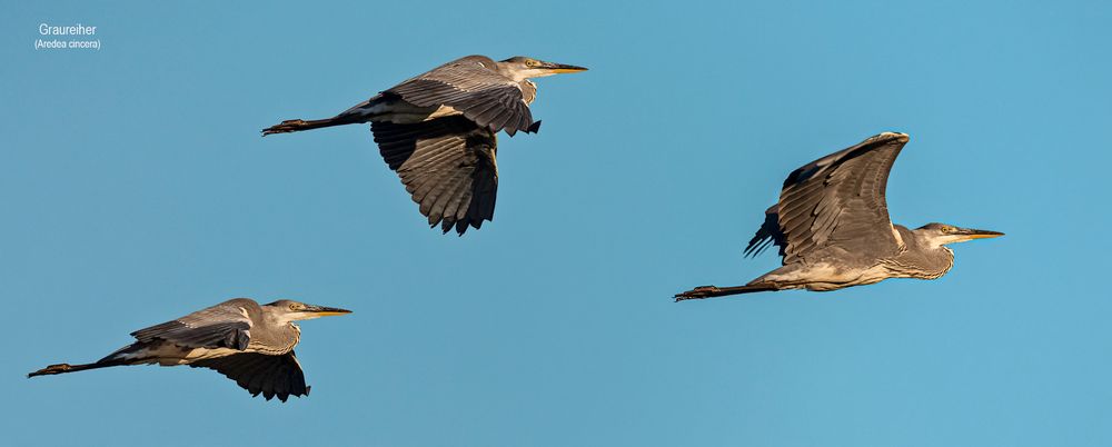 ARDEA CINEREA