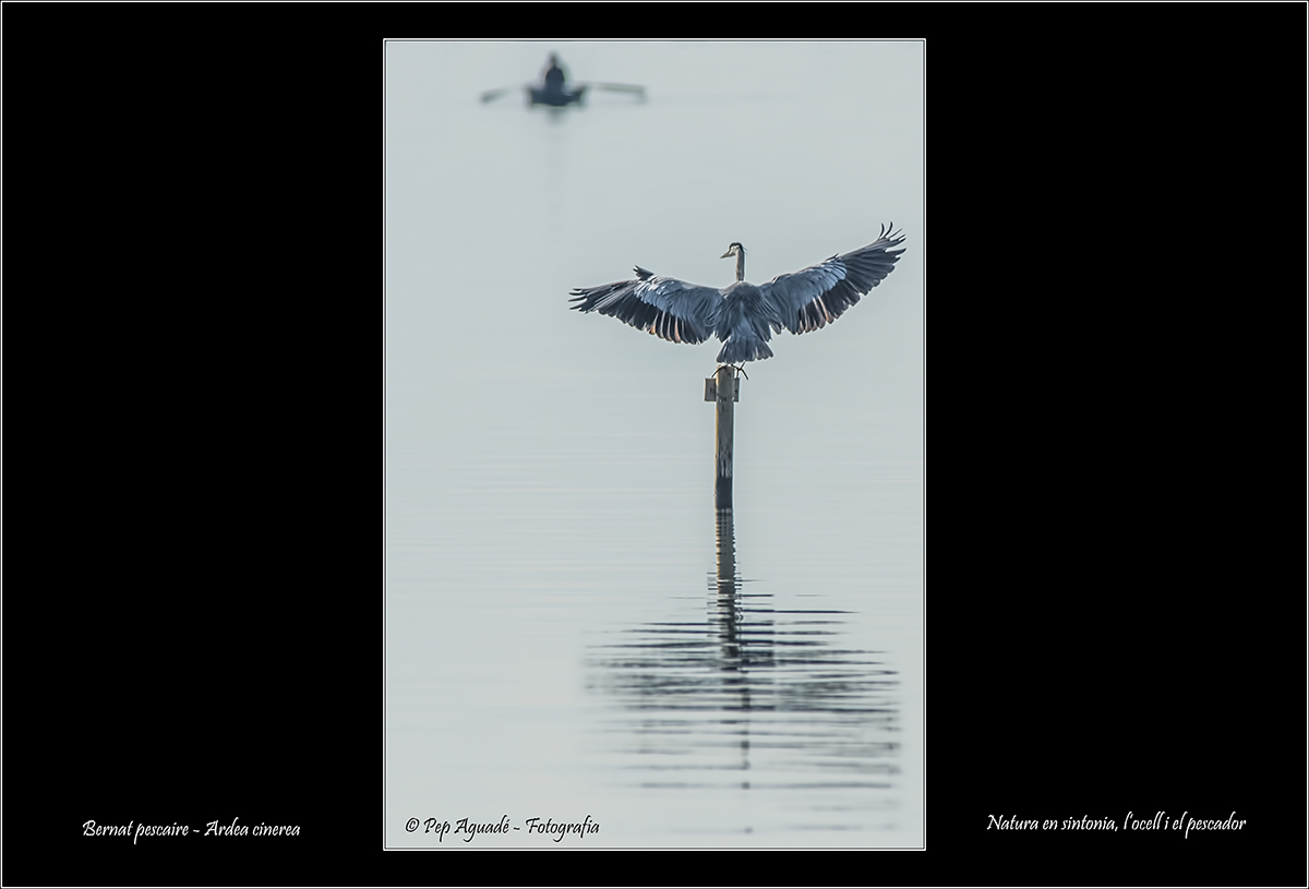 Ardea cinerea - Bernat pescaire - 2017