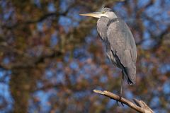 Ardea cinerea
