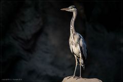 Ardea Cinerea