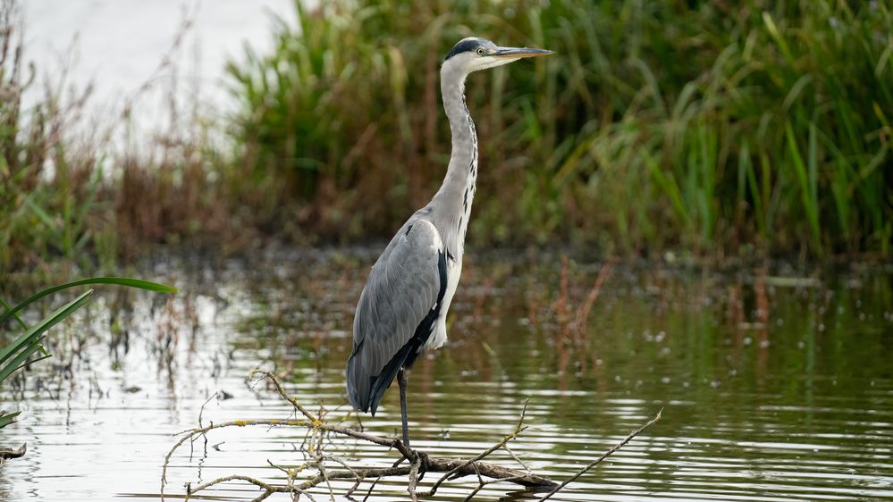 Ardea cinerea