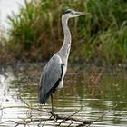 Ardea cinerea