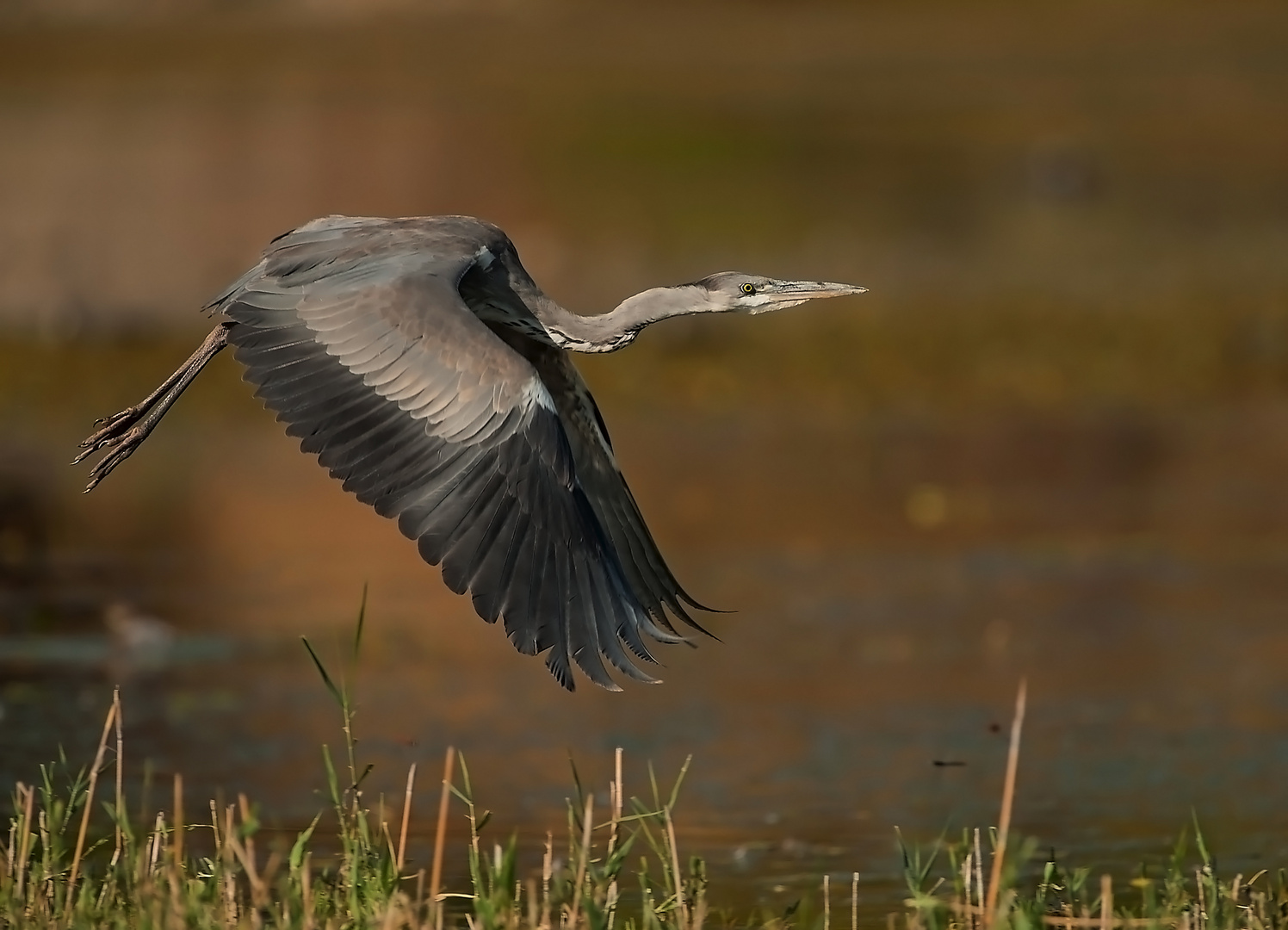 ARDEA CINEREA ....