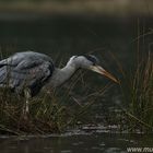 Ardea cinerea