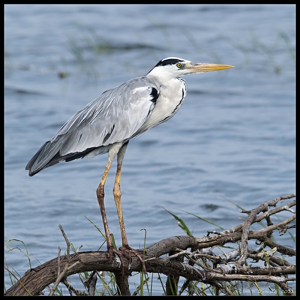 Ardea cinerea