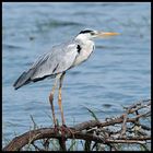 Ardea cinerea