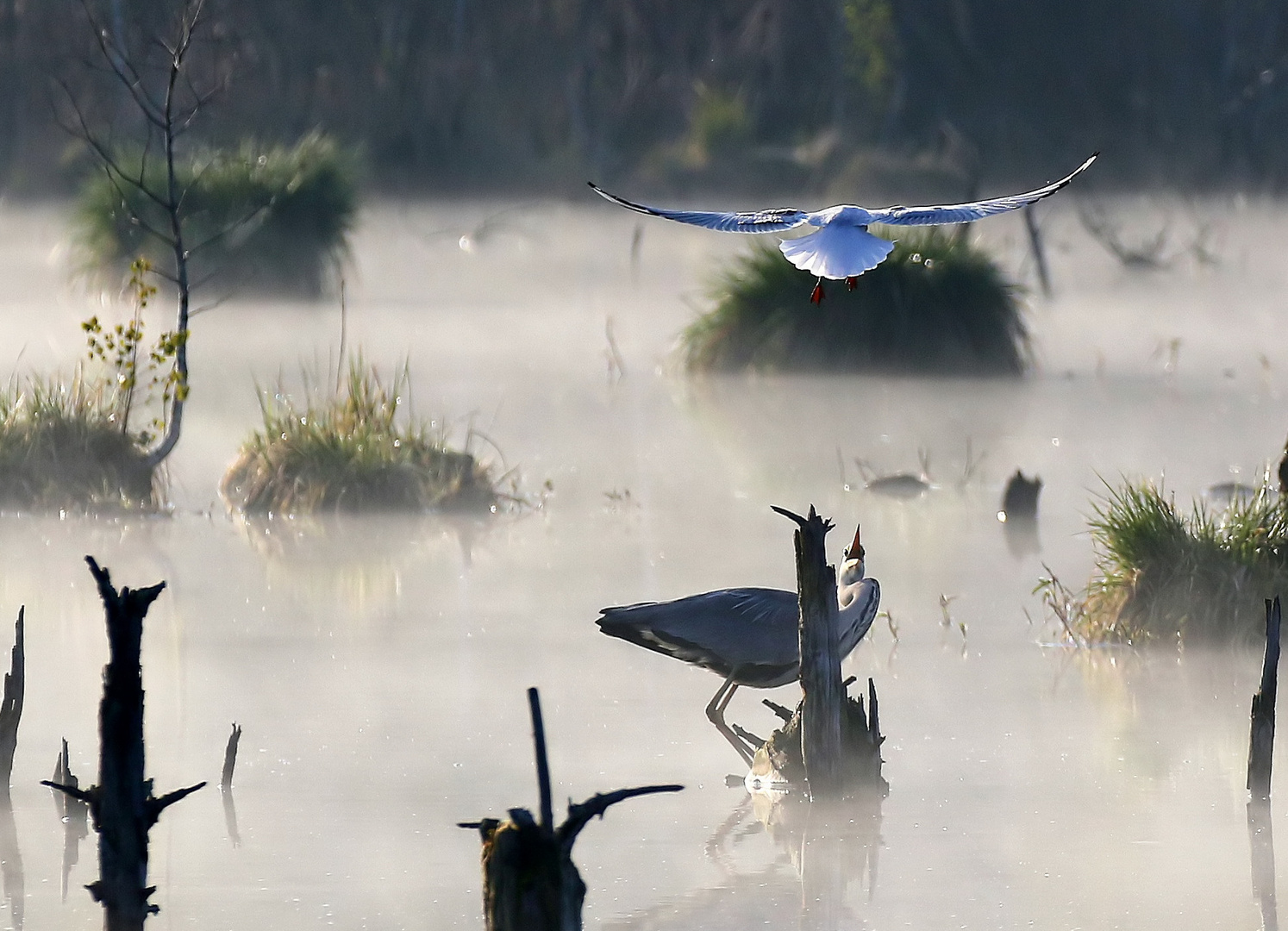 Ardea cinerea  + Chroicocephalus ridibundus