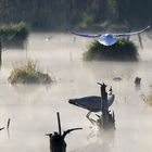 Ardea cinerea  + Chroicocephalus ridibundus